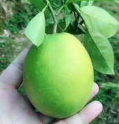 <b>淘宝代运营|捷径？水果类目七天出效果日销过万</b>